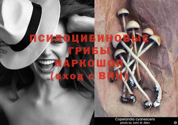 сатива Каменск-Шахтинский
